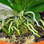 A substance that makes orchids bloom roots and flowers all year round: very lush