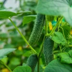 Almost every gardener makes this mistake when growing cucumbers