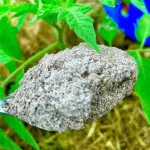 Almost everyone has it at home and it is a natural bomb for healthy, native plants