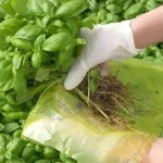 Basil, you should NEVER harvest it like this: in a few days you make it rot