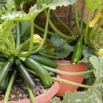 Courgettes, the trick to having a tripled harvest in a few weeks (even in pots): my grandmother taught it to me