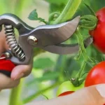 Do this and you will produce tomatoes in abundance: even the neighbors will want to know