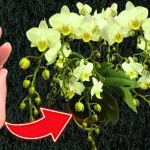 Do you want constant and guaranteed flowering of orchids? make a spoonful of this