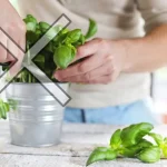 Don’t make this mistake when harvesting basil: it dries out within 7 days