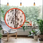 Eradicate these beautiful plants – they attract a lot of insects into your home