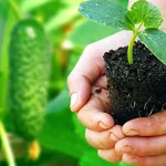Experienced gardeners do this when planting cucumbers and have 2 times more harvest
