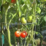 Giant tomatoes in the garden : just a spoonful of this ingredient | All gardeners do it