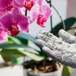 Healthy orchids, with this natural remedy they will last you for more than 10 years