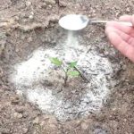 Here’s what happens if you put 1 teaspoon of baking soda in plants
