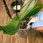 How to care for an orchid plant: foolproof methods for flowers and leaves