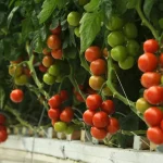 I grow tomatoes with the trick my grandfather taught me! Generous harvest