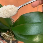 If you feed your orchid this way it will bloom for 4 seasons: never before