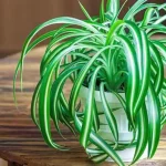 If you own this plant you are lucky: here’s why it’s worth its weight in the home