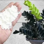 It repels parasites better than tear gas: aphids and ants will disappear