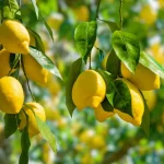 Lemon trees: do this before mid-April or say goodbye to lemons
