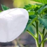 Never plant tomatoes, peppers and cucumbers without this: always give it to the plants