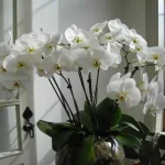Orchid care is a true art, but this little-known practice is the only winning secret