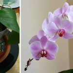 Orchid, if you water it like this it will become immortal: this is the trick