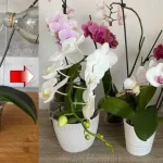 Orchids, only if you water them like this do they last a lifetime: always lush