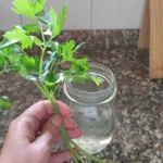 Parsley galore, just a sprig is enough to multiply it infinitely: the method