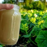 Put a liter on the cucumbers and the garden will never be the same again: unique results