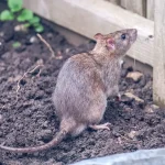 Rats in the garden: this (unusual) bathroom product is ideal for scaring them away