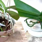Rejuvenate your orchid with this method popular with nurseries: it lasts a lifetime