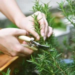 Rosemary: never dry again. I’ll tell you the gardeners’ trick