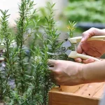 Rosemary, since I sprayed this liquid on it it has always been so lush and fragrant