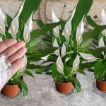 Spread it on the balcony or garden, the plants will flower in minutes