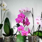Thanks to this fertilizer recipe, my orchids have been blooming for 10 months: a simple recipe that will make any flowers bloom