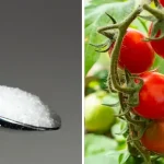 The 7 best fertilizers for your tomatoes – they will grow like never before!