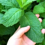 The Ultimate Guide to Growing Abundant Mint Effortlessly
