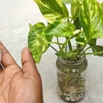 The most powerful natural fertilizer for your plants: almost immediate results