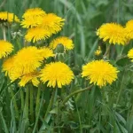 This flower floods all the fields, but many ignore it: it has a very precious value