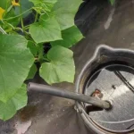 This mixture keeps tomatoes, peppers, eggplants and onions alive for years
