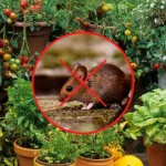 This plant keeps mice away from your home instantly: use it to season dishes