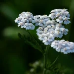 This underestimated plant, which grows everywhere, is a real treasure.