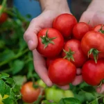 Tomatoes, with this trick you increase the yield of your plants by 30%