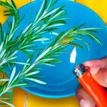 Try burning a sprig of rosemary at home and observe the effects after 10 minutes.