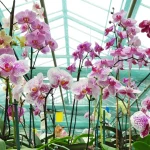 What you need to do to have a healthy orchid. Avoid these mistakes completely
